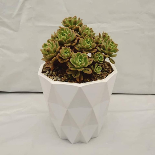 Imagen 3 de 8 de Regala Vida, Bellas Suculentas, Plantas, Maceta Decorativa