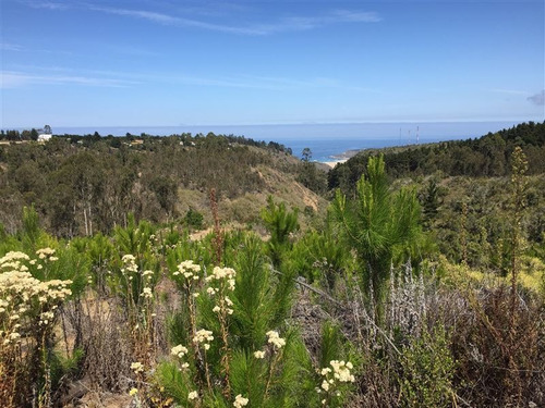 Imagen 4 de 24 de Agrícola En Venta En Algarrobo
