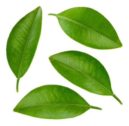 Folhas De Laranja Lima , 100 Folhas Frescas.