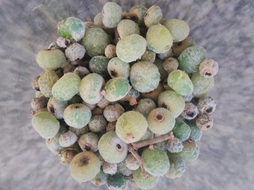 100 Sementes Canela De Velho. Muito Frescas Miconia Albicans