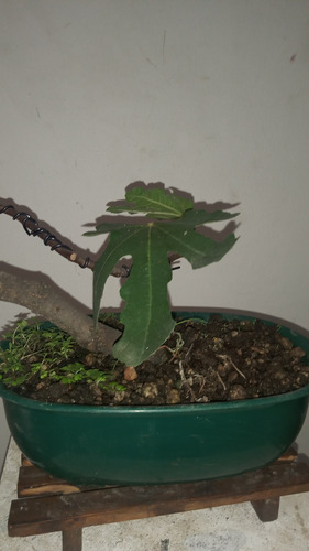 Bonsai De Higuera Da Higos Negros Maceta Ovalada Plástico