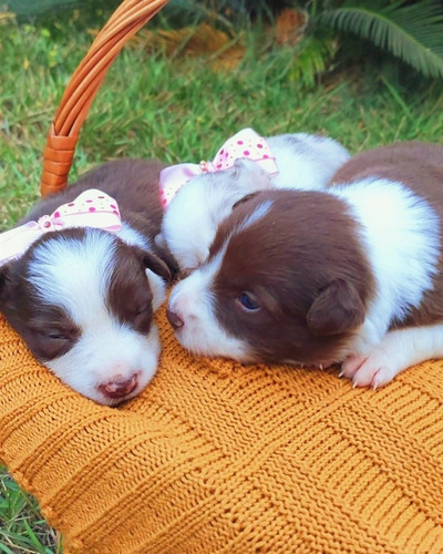 Filhotes De Border Collie Com Pedigree 