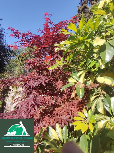 Servicio De Jardinería En Gral .