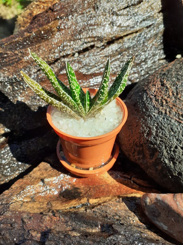 Paquete De Siembra Con 3 Plantas Suculentas Miniatura