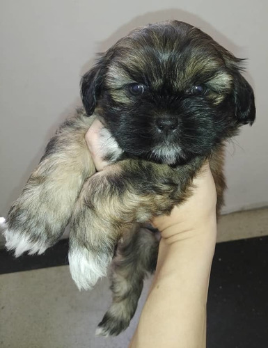 Imagen 2 de 5 de Cachorra Shitzu