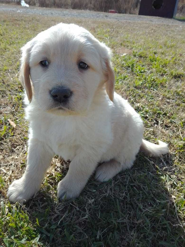 Imagen 6 de 10 de Cachorros Golden Super Hermosos