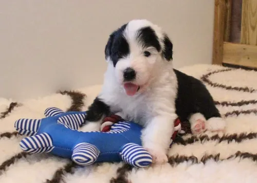 comprar Autenticos Cachorros Ovejeros Inglés A-1, Padres Importados