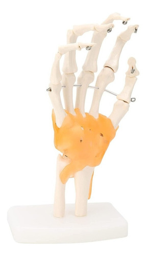 Modelo Anatomico De La Mano Humana Con Articulaciones