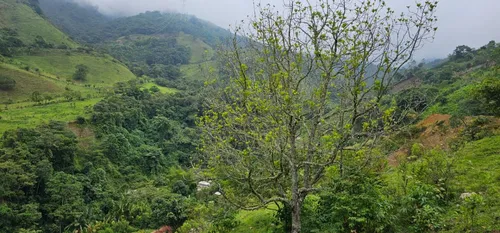 Venta De Lote En Santa Bárbara Vereda Pitayó Lote No. 2a