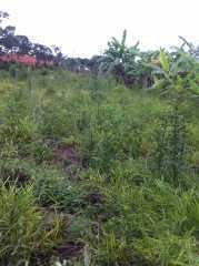 Imagem 8 de 16 de Terreno / Área Para Comprar No Marques Em Brumadinho/mg - 293