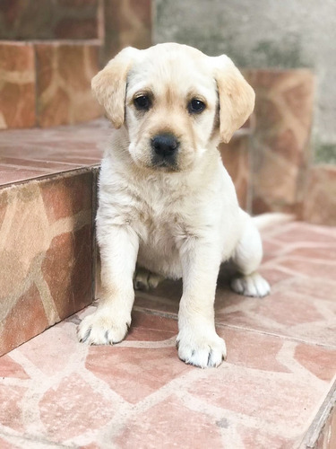 Imagem 1 de 2 de Labradora Fêmea