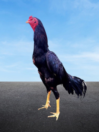 Galo Índio Puro 1o Linha ( 12 Ovos Galados) Frete Grátis