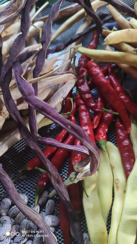 Mix Semilla Porotos Variado A Elección Cinco Variedades