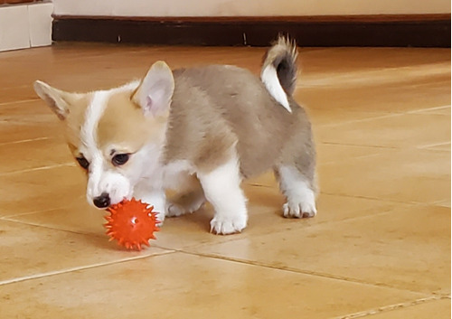 Corgi Pembroke De Royal Kennel 