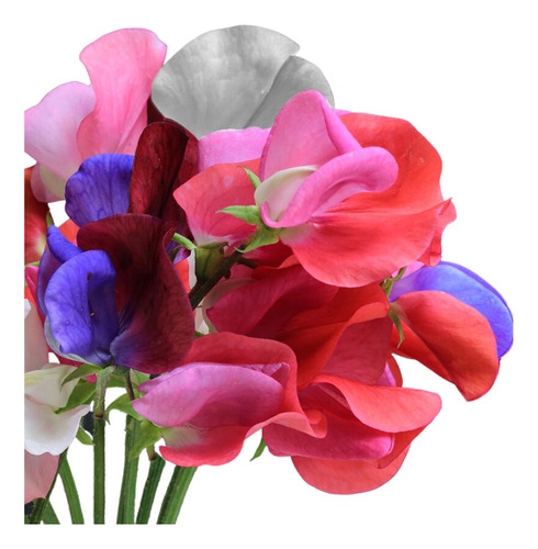 Semillas De Flores - Clarines Dobles Colores Para Tu Jardín