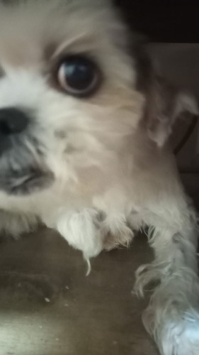 Guarderia Canina- Sin Caniles- Zona Billinghurst Y V. Lynch