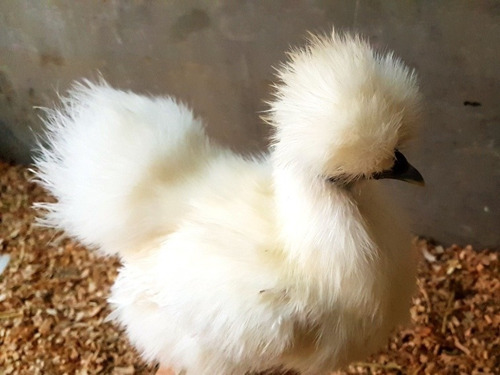 Imagen 4 de 10 de Gallina Japonesa (huevos Fertiles X Unidad)