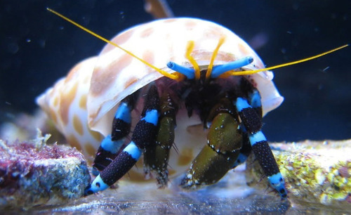 Invertebrado Marino - Calcinus Elegans 