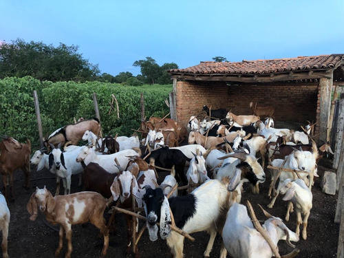 Imagem 8 de 25 de Linda Fazenda Na Bahia!!!!!