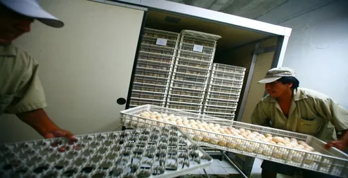 Incubadoras 124000 Aves