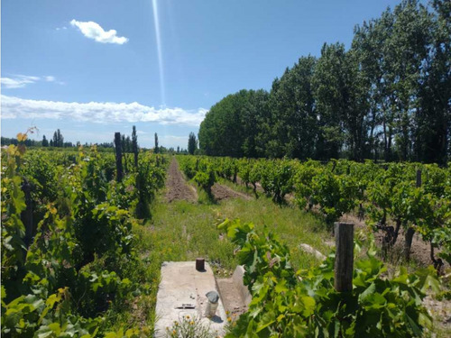 Vendo Finca A Tranquera Cerrada San Rafael Mendoza