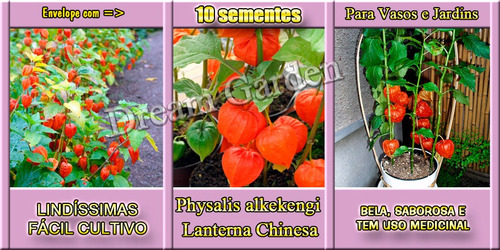 Physalis Alkekengi Lanterna Chinesa -sementes Flor Pra Mudas
