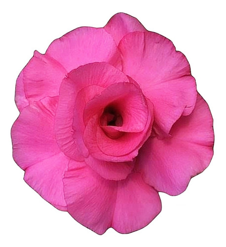 Muda De Enxerto Rosa Do Deserto Adenium Tw-4 Pink