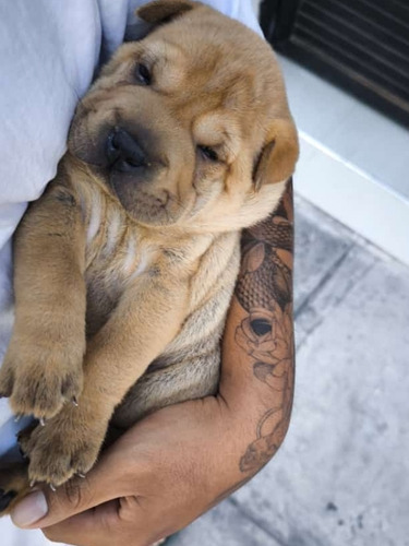 Perritos Sharpei 