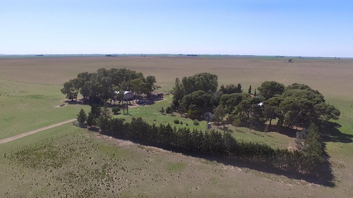 Imagen 7 de 21 de 500 Has. Campo Con Olivares - Coronel Dorrego