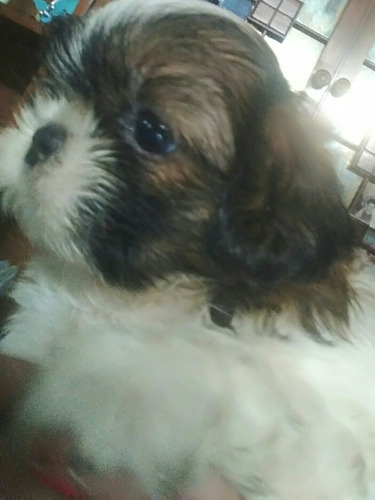 Mini Shitzus . Unicos 100%puros.
