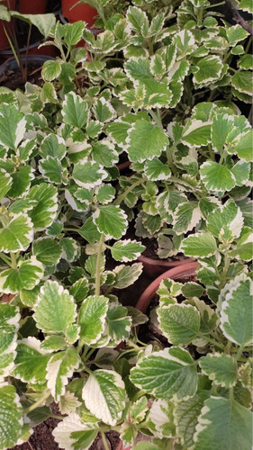 Incienso Pequeño Planta Interior Ornamental