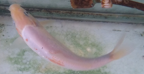 Imagen 6 de 9 de Peces Carpas, Koi , Cometas Grandes