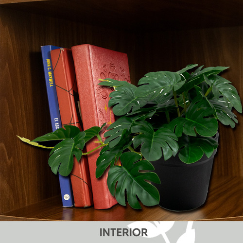 Set 5 Mini Monstera En Maceta De Plástico Negro 19cm