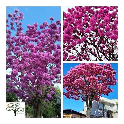 Imagem 1 de 7 de 100 Sementes De Ipê Roxo Bola (tabebuia Impetiginosa)