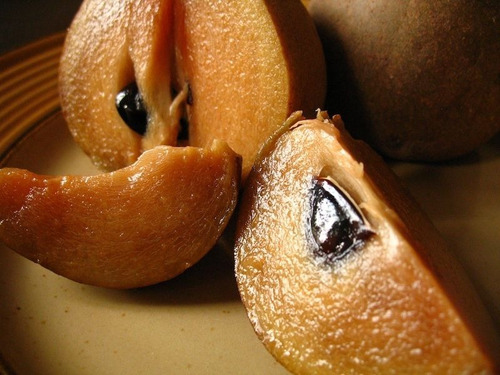Chicozapote Injerto, Arbolitos