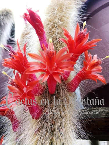 Cactus Cola De Mono 40cm - Hildewintera Flor Mamey N