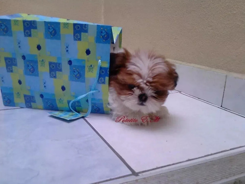 Shitzu Cachorro De Excelente Genètica Pureza Garantizada