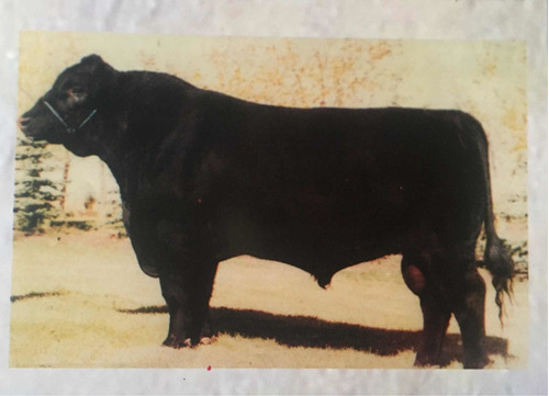 300 Dosis Semen Bovino - Angus