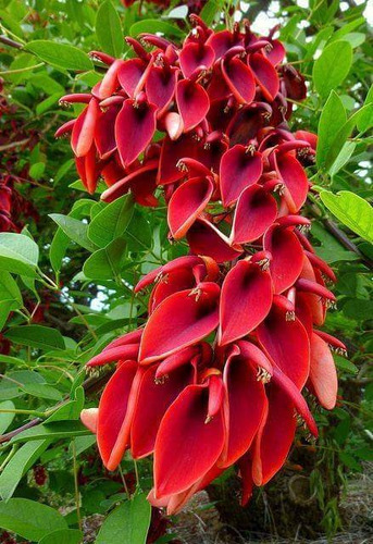 30 Semillas De Ceibo. (erythrina Crista-galli) Flor Nacional