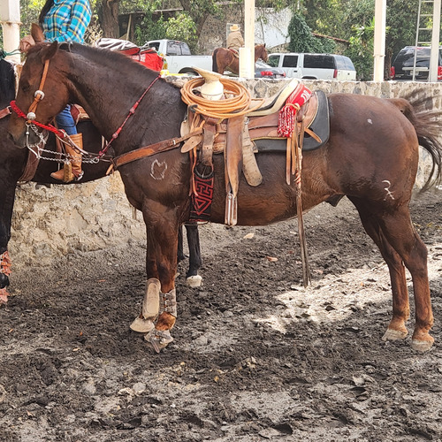 Caballo Alazan Excelente Escaramuza Y Charrería