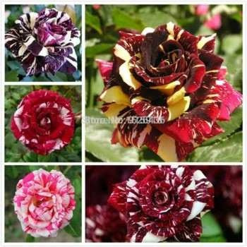 60 Sementes Rosas Do Deserto E Raras P Mudas Frete Gratis