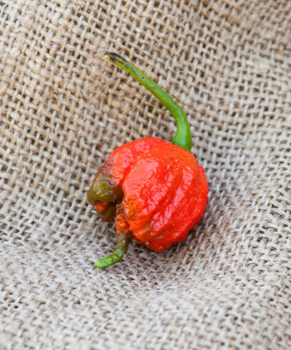 Semillas Aji Carolina Reaper