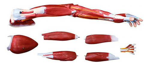 Modelo De Músculos Do Braço Humano 7 Peças