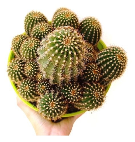 Cactus Planta Con Espinas