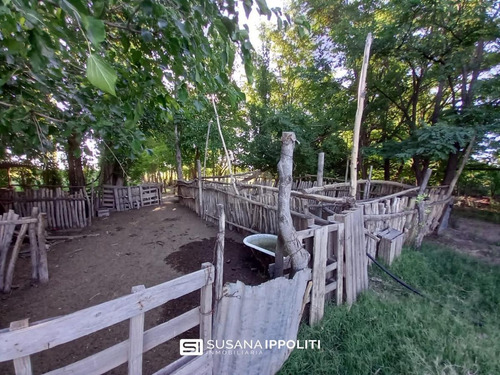 Imagen 5 de 23 de Finca Productiva De 17ha En General Alvear - Mendoza