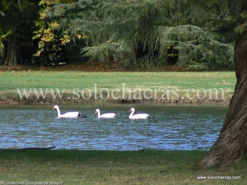 Benquerencia - San Miguel Del Monte Buenos Aires - Chacra 2da Fila Golf - 100