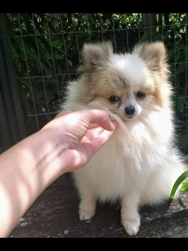 Linda Lulu Da Pomerânia (anã) Fêmea Para Reserva