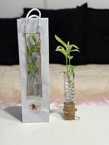 Tradescantia (amor De Hombre) Planta En Hidrogel Hidroponía