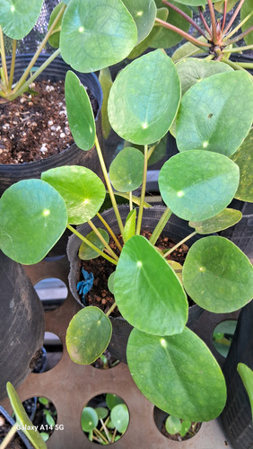 Plantas Pilea Peperomia