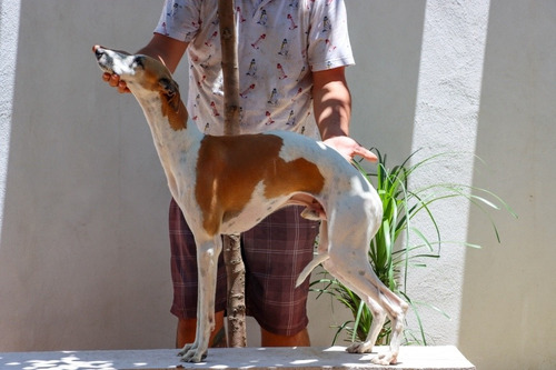 Whippet Macho Cachorros